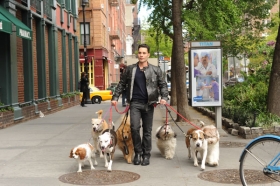 Dogs In The City