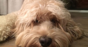 Insulting Dogs, Just Because We Legally Can