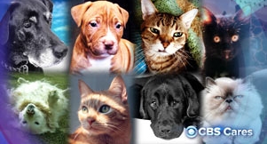 Video: Pet Adoption