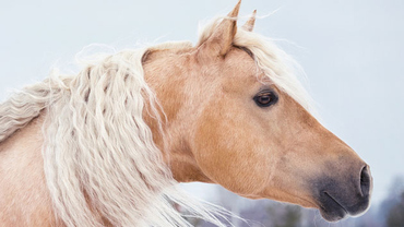 10 Sexy Horses That Will Make You Say, Darn! That's A Sexy Horse!